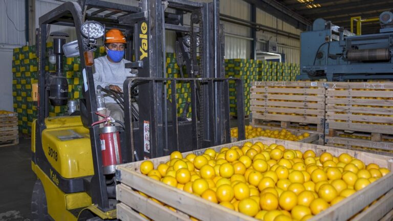 Ledesma, producción de cítricos